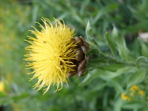 Centaurea macrocephala